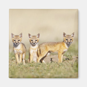 Aimant Renard swift (Vulpes macrotis) jeune au terrier, 3