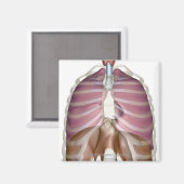 Aimant rendu 3d du système respiratoire (Recto/Verso)