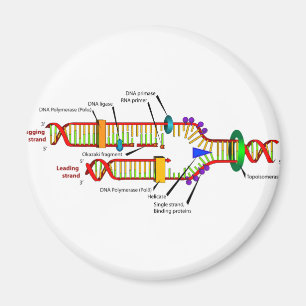 Aimant réplication ADN