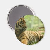 Aimant Repose de l'aimant de tigre (Recto/Verso)