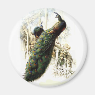 Aimant Repose des Peacocks