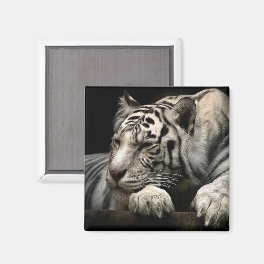 Aimant Repose du tigre blanc (Recto/Verso)