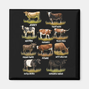 Aimant Reproducteurs de vaches Retro Fermier Boeuf et lai
