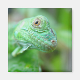 Aimant Reptile vert de lézard d'iguane sur l'aimant de