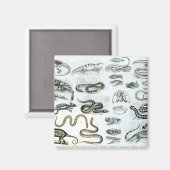 Aimant Reptiles, serpents et lézards (Recto/Verso)