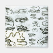 Aimant Reptiles, serpents et lézards (Devant)