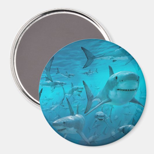 Aimant requin (Recto/Verso)