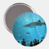 Aimant requin baleine mâle (Recto/Verso)