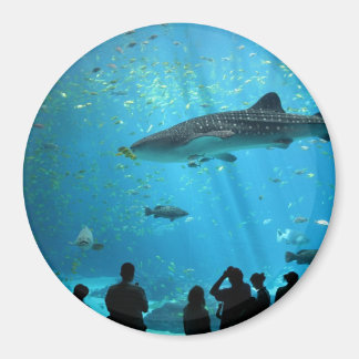 Aimant requin baleine mâle