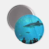 Aimant requin baleine mâle à l'aquarium Georgia (Recto/Verso)