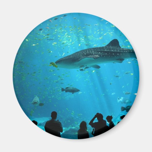 Aimant requin baleine mâle à l'aquarium Georgia (Devant)