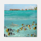 Aimant Requin chasse poissons dans l'aimant lagon de Bora (Devant)