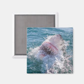Aimant Requin dans l'eau (Recto/Verso)