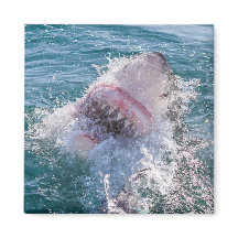 Requin dans l'eau