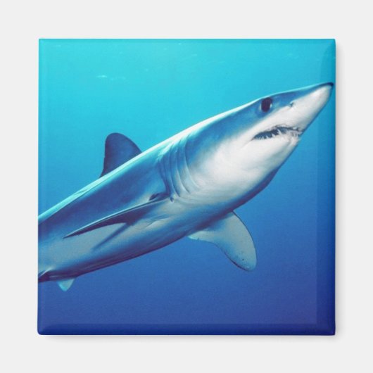 Aimant Requin de Mako de Shortfin (Devant)
