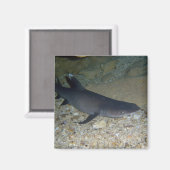 Aimant Requin de récif blanc (Recto/Verso)