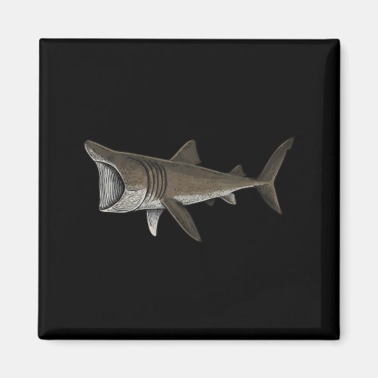 Aimant Requin pèlerin (Devant)