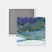 Aimant Requins dans l'aimant Coral Reef (Recto/Verso)