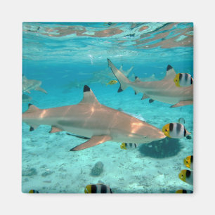 Aimant Requins dans l'aimant de lagune de Bora Bora