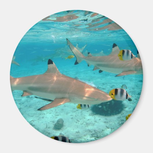 Aimant Requins dans l'aimant rond de la lagune Bora Bora (Devant)