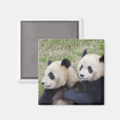 Aimant Réserve de Wolong, Chine, Panda géant embrassant (Recto/Verso)