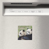 Aimant Réserve de Wolong, Chine, Panda géant embrassant (In Situ (Lave-vaisselle))