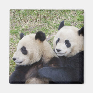 Aimant Réserve de Wolong, Chine, Panda géant embrassant