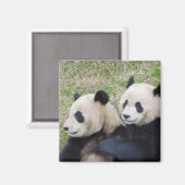 Aimant Réserve de Wolong, Chine, Panda géant faisant un c (Recto/Verso)