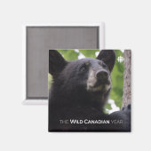 Aimant Ressort - Ours noir (Recto/Verso)