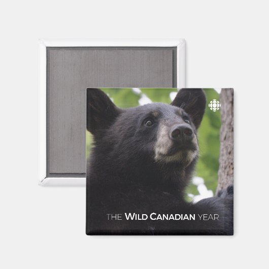 Aimant Ressort - Ours noir (Recto/Verso)