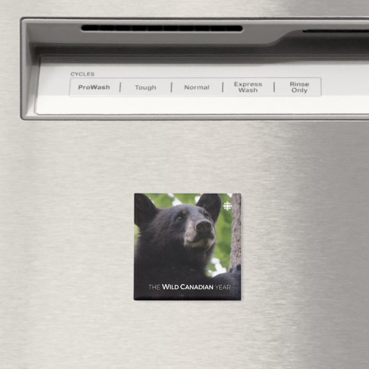 Aimant Ressort - Ours noir (In Situ (Lave-vaisselle))