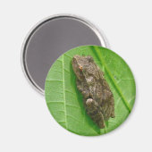 Aimant Ressort Peeper (Pseudacris crucifer) Treefrog Item (Recto/Verso)