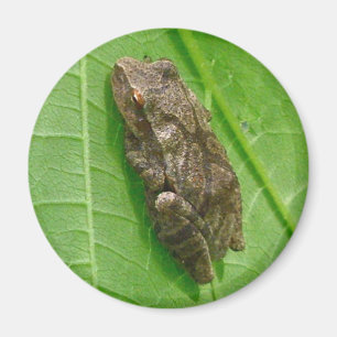 Aimant Ressort Peeper (Pseudacris crucifer) Treefrog Item