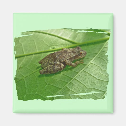 Aimant Ressort Peeper (Pseudacris crucifer) Treefrog Item (Devant)