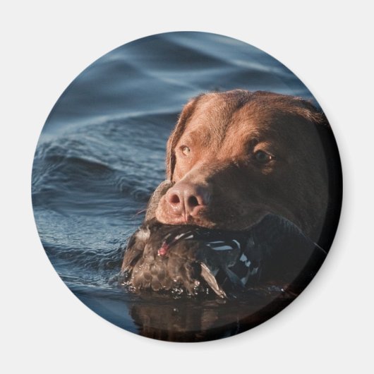 Aimant Retriever de Chesapeake (Devant)
