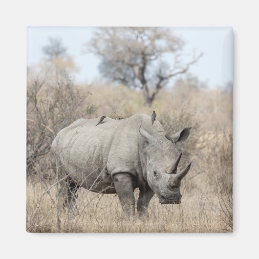 Aimant Rhino blanc (Devant)