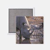 Aimant Rhino boire à une arrosage (Recto/Verso)