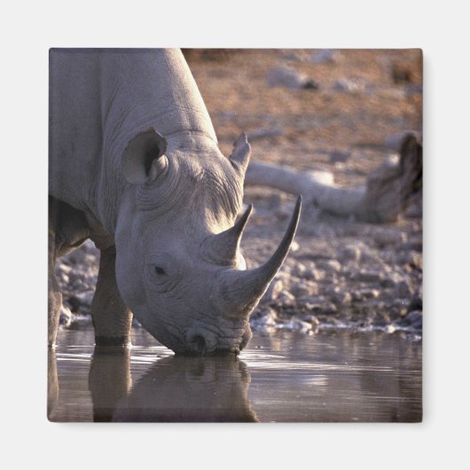 Aimant Rhino boire à une arrosage (Devant)