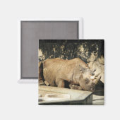 Aimant Rhino couché (Recto/Verso)