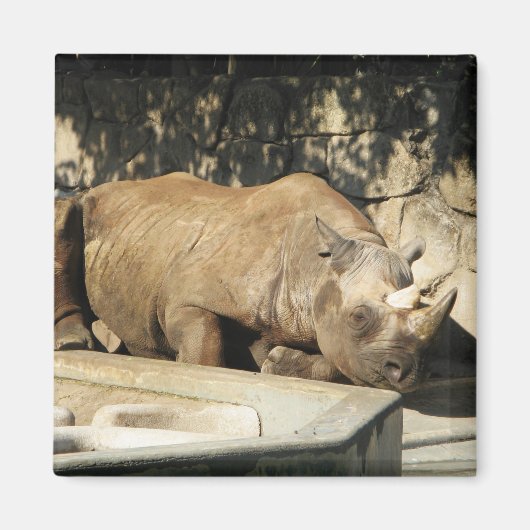 Aimant Rhino couché (Devant)