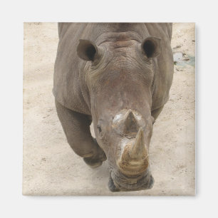 Aimant Rhinocéros