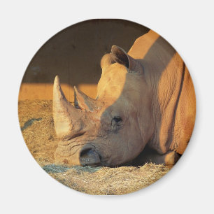 Aimant Rhinocéros dans l'aimant de coucher du soleil