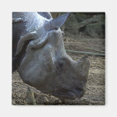 Aimant Rhinoceros indien (Devant)