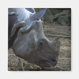 Aimant Rhinoceros indien