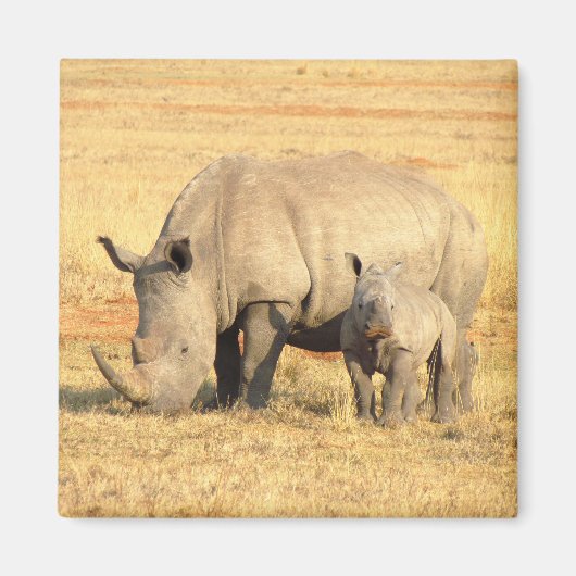 Aimant rhinocéros mignons en afrique (Devant)