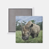 Aimant Rhinoceros noirs | Kenya (Recto/Verso)
