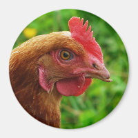 Rhode Island Red Hen