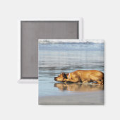 Aimant Rhodesian Ridgeback - L'eau est-elle froide? (Recto/Verso)