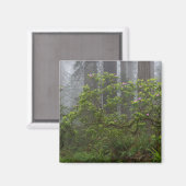 Aimant Rhododendron dans le parc national Redwood en Cali (Recto/Verso)