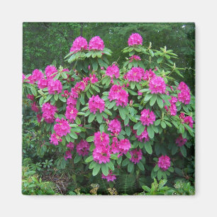 Aimant Rhododendron de forêt